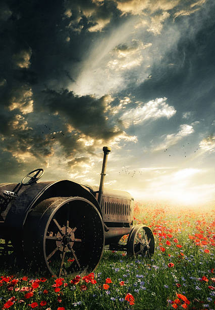 Tractor in field of flowers.