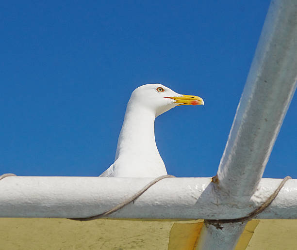 gaivota-de-patas amarelas (larus michahellis) perto de - michahellis - fotografias e filmes do acervo