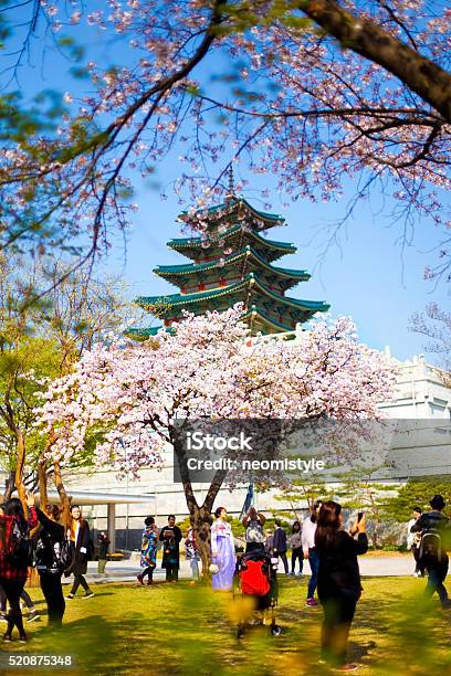 Gyeongbokgung Palace In Seoul Stock Photo - Download Image Now - Korea, Springtime, Cherry Blossom