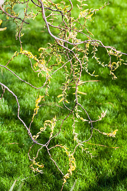 amarela amentilhos de salgueiro árvore e um gramado verde - forest flower aments blossom - fotografias e filmes do acervo