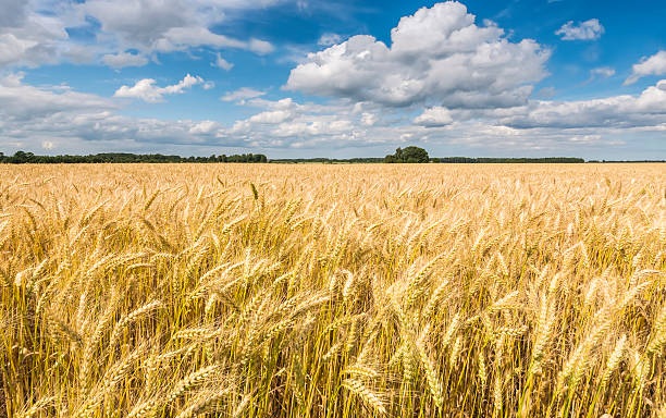 istock Wheat field by summer day, Latvia 520876614