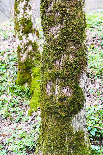 istock trunks of poplar trees covered by green moss 520877040
