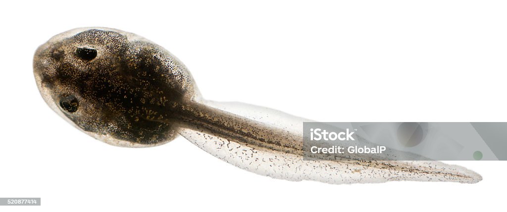 Common Frog, Rana temporaria tadpole with internal gills Common Frog, Rana temporaria tadpole with internal gills, 3 weeks after hatching, in front of white background Tadpole Stock Photo