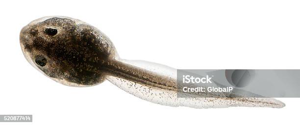 Common Frog Rana Temporaria Tadpole With Internal Gills Stock Photo - Download Image Now