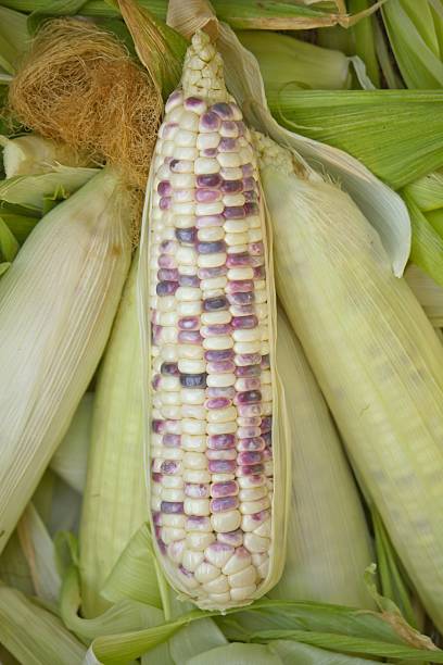 corn stock photo