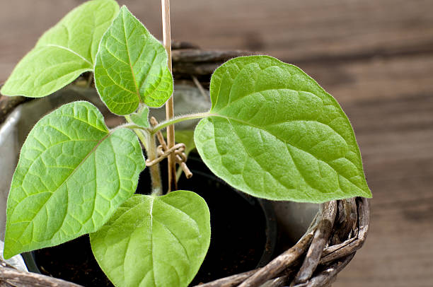 physalis setzling - gooseberry fruit growth green stock-fotos und bilder