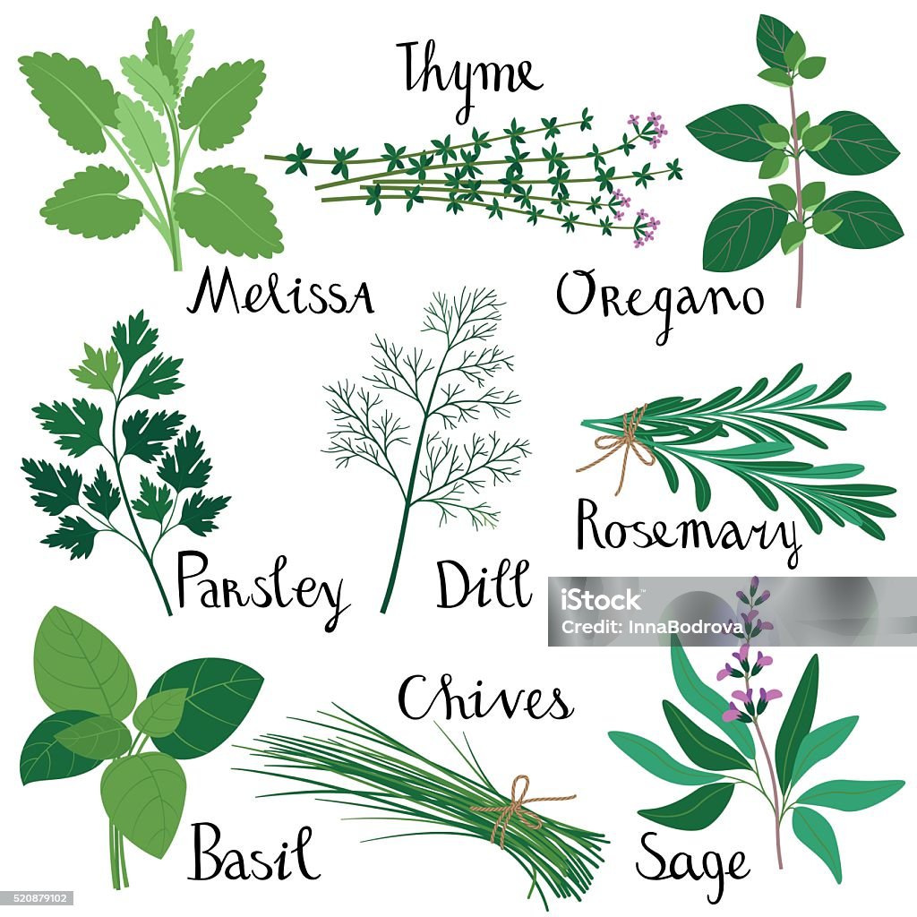 Set of fresh herbs. - Royalty-free Kruidengeneeskunde vectorkunst
