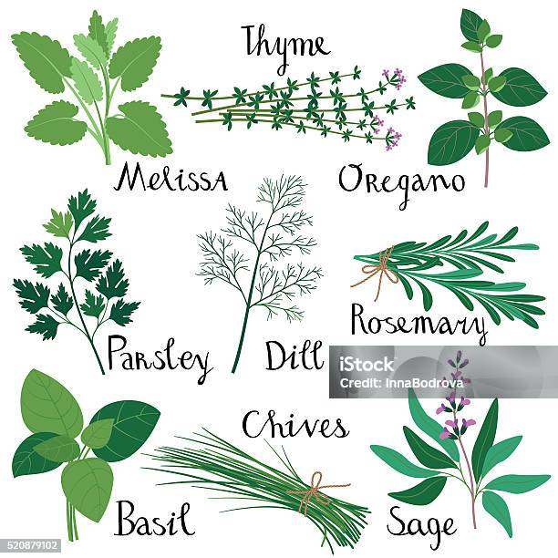 Set Of Fresh Herbs Stockvectorkunst en meer beelden van Kruidengeneeskunde - Kruidengeneeskunde, Kruid, Basilicum