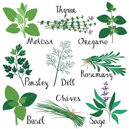 Set of fresh herbs isolated: Melissa, Basil, Rosemary, Parsley, Oregano, Thyme, Dill, Chives, Sage. RGB, EPS 10.