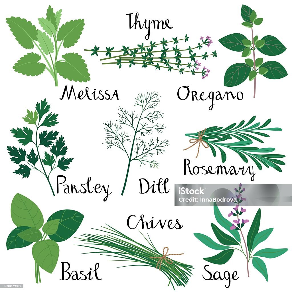 Set of fresh herbs. Set of fresh herbs isolated: Melissa, Basil, Rosemary, Parsley, Oregano, Thyme, Dill, Chives, Sage. RGB, EPS 10. Herb stock vector