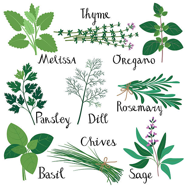 Set of fresh herbs. Set of fresh herbs isolated: Melissa, Basil, Rosemary, Parsley, Oregano, Thyme, Dill, Chives, Sage. RGB, EPS 10. herb stock illustrations