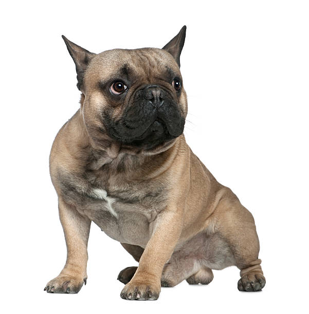 istock French bulldog, 1 and a half years old, sitting 520879332