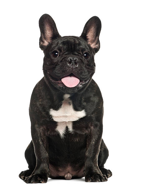istock French Bulldog sitting against white background 520879494