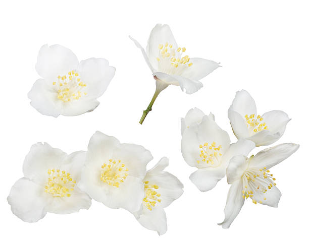 istock set of isolated jasmine blooms 520879548