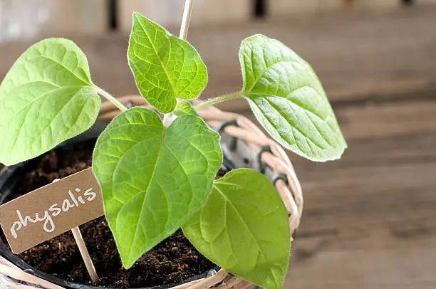 Physalis seedling with cardboard and copyspace