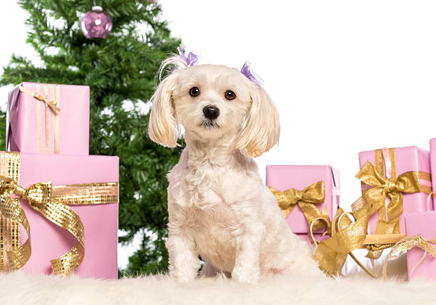 istock Maltese sitting in front of Christmas decorations against white background 520880004