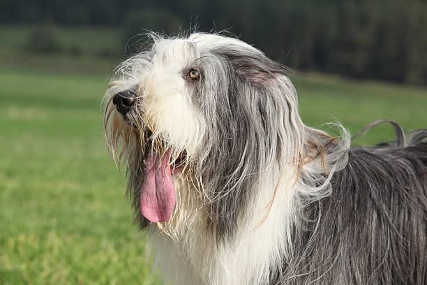 istock Portrait of beautiful bearded collie 520880220