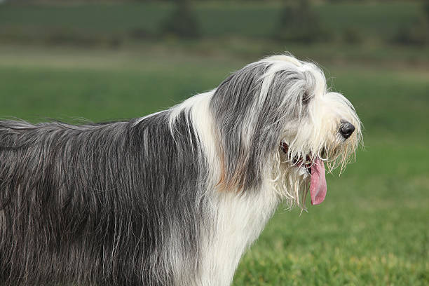 istock Portrait of beautiful bearded collie 520880328