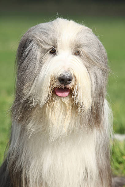 istock Amazing Bearded collie sitting 520880414