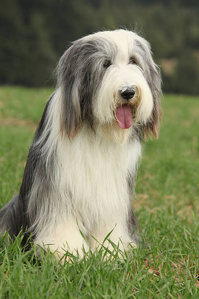 istock Amazing Bearded collie sitting 520880578