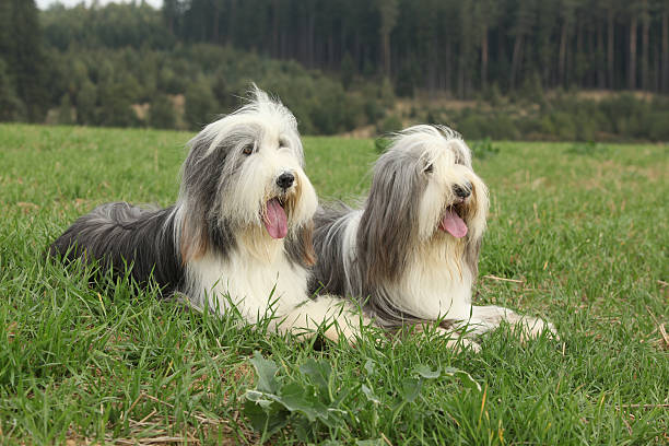 istock Two amazing bearded collies lying in the grass 520880696