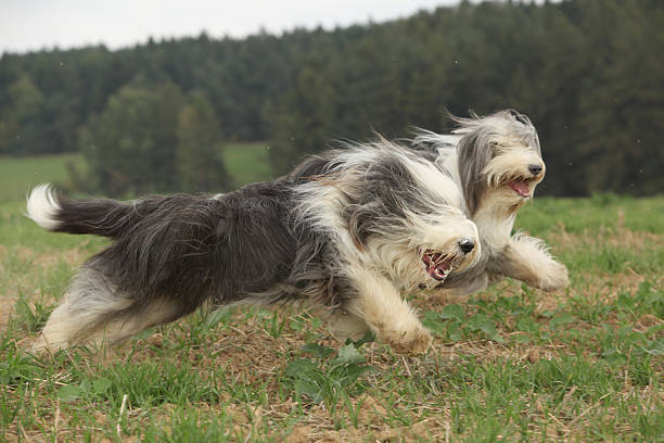istock Two amazing bearded collies running together 520880798