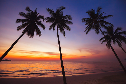 paradise tropical beach at sunset, exotic landscape with silhouettes of palm trees