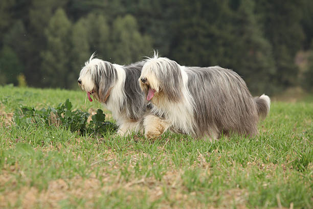 istock Two amazing bearded collies running together 520880940