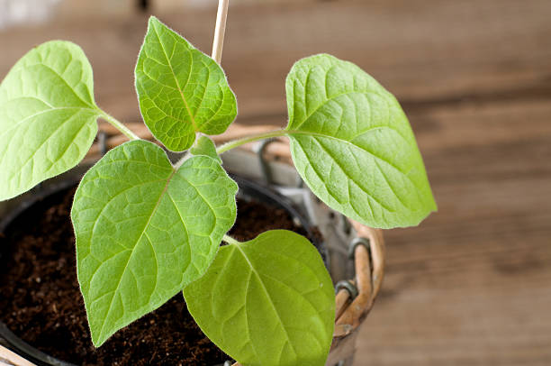 physalis setzling wachsenden in pot - gooseberry fruit growth green stock-fotos und bilder