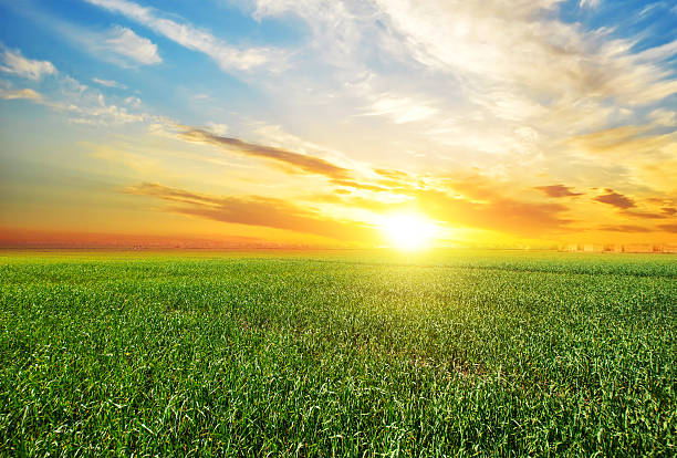 słońca, na wschód słońca, słońce nad pole pszenicy wieś obszarów wiejskich - agriculture blue field grass zdjęcia i obrazy z banku zdjęć