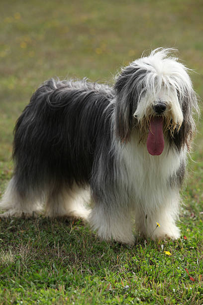 istock Beautiful bearded collie looking at you 520881638