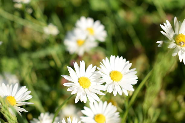 istock Daisies on the meadow in spring time 520881754