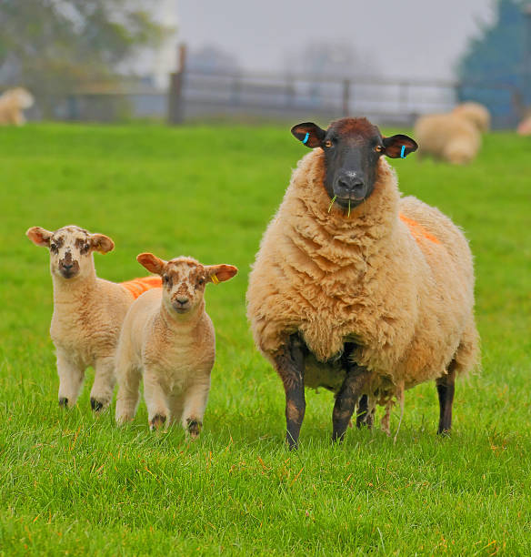 Spring lambs. Beautiful spring lambs in a field in Shropshire. ludlow shropshire stock pictures, royalty-free photos & images