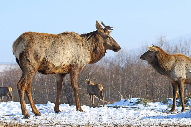 istock Herd of deer in the winter 520882454