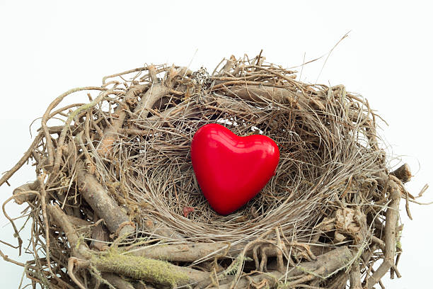 istock Heart placed into a wooden bird nest 520882644