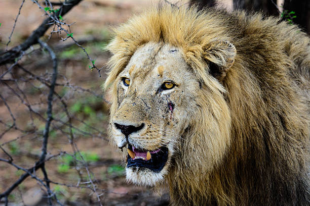 grande plano de cara de um macho leão em conflito - warring imagens e fotografias de stock