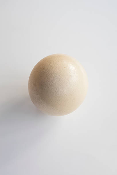 istock Photo of an ostrich's egg on a white background 520883318
