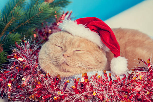 istock Cat wearing santa hat sleeping in a basket 520883718