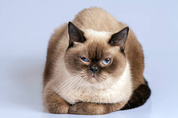 istock Studio portrait of siamese cat 520884254