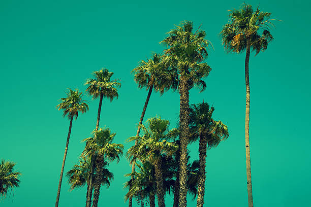 istock Tall palm trees against sky, green toned 520884852