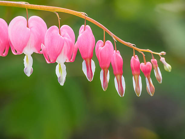 istock Spring flowers series, Bleeding Heart flower 520885108