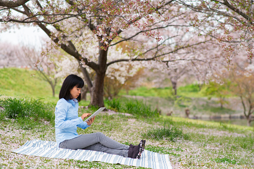 Woman using a digital tablet and enjoying the cherry blossoms. Okayama, Japan. April 2016