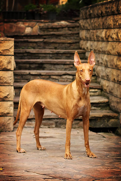 istock Pharaoh hound stands amid the stone staircase 520885596