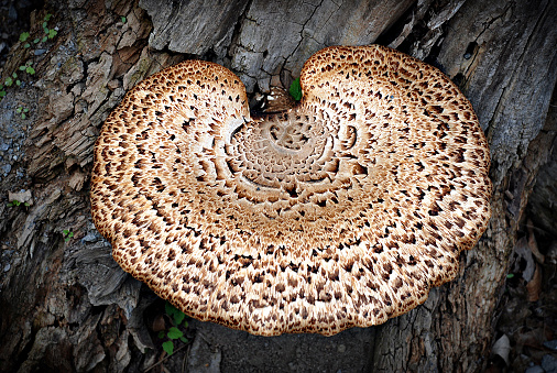 A detailed close up of a bracket fungus on the trunk of a tree.
