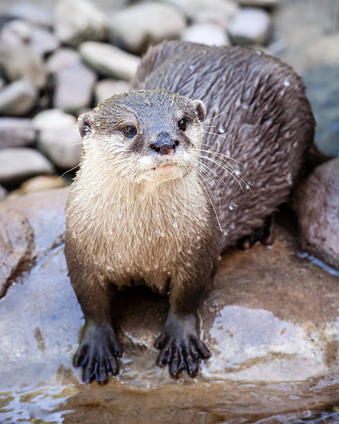 istock Wet Oriental Small-clawed Otter Standing in Riverbed on Rock 520885601