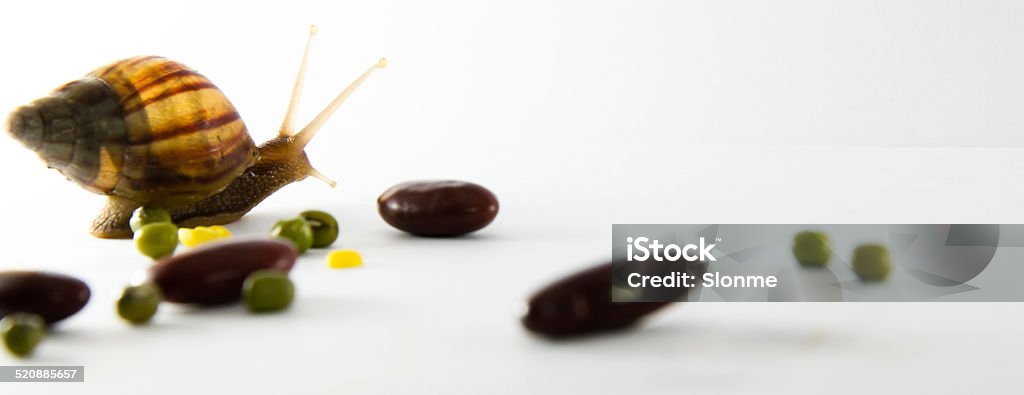 bean and snail slow down on white background Animal Stock Photo