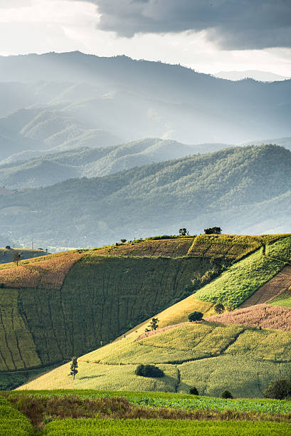 istock Hut on rice terrace field and light rays tyndall effect 520886070