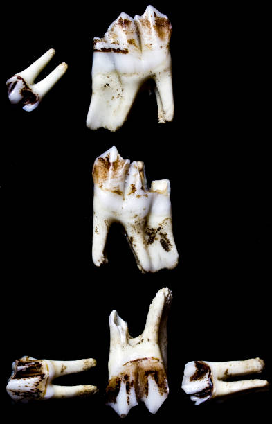 istock Animal Teeth Number Alphabet 1 520886238