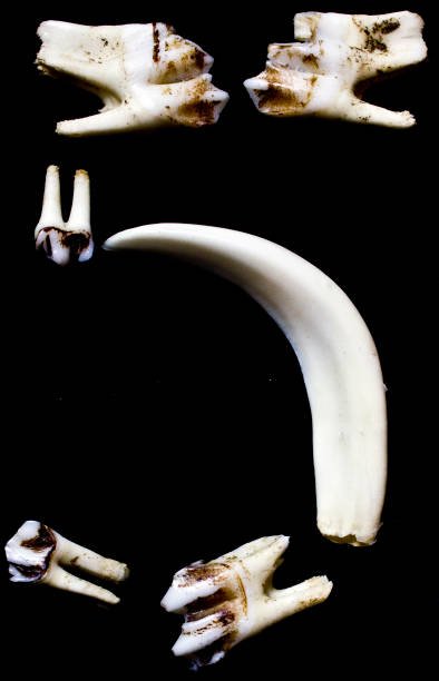 istock Animal Teeth Number Alphabet 5 520886398