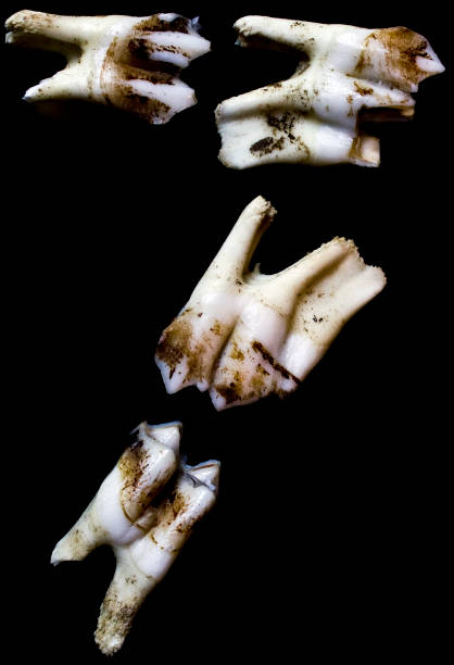 istock Animal Teeth Number Alphabet 7 520886462